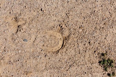 Kumda ölü bir ağacın yakın plan çekimi.