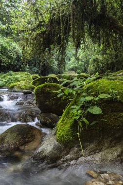 Güzel Atlantik yağmur ormanı nehri vahşi yeşil arazide akan su, Serrinha do Alambari, Serra da Mantiqueira, Rio de Janeiro, Brezilya