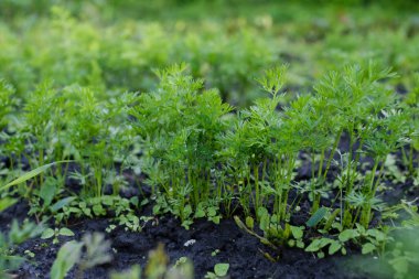 Bahçede ekolojik olarak temiz yeşiller yetişiyor.