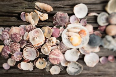 Ahşap zemin üzerinde deniz kabukları