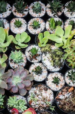 Vitrinlere kaktüs saksıları, stok fotoğrafları.