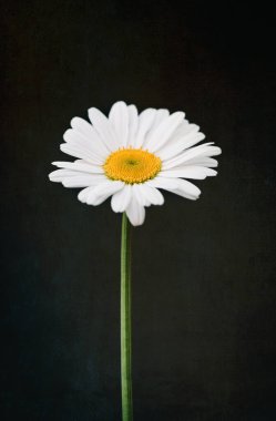 Arka planda güzel beyaz papatya çiçeği