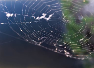 Doğal yeşil yaprakların güzel manzarası