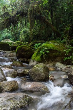 Güzel Atlantik yağmur ormanı nehri vahşi yeşil arazide akan su, Serrinha do Alambari, Serra da Mantiqueira, Rio de Janeiro, Brezilya