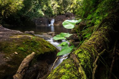 Düşen ağaç kütüğündeki yeşil balçıklı yağmur ormanlarının güzel manzarası Rio de Janeiro dağlarındaki Serrinha Ekolojik rezervi, Brezilya