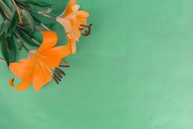 Zambak portakal çiçekleri yeşil arka plan