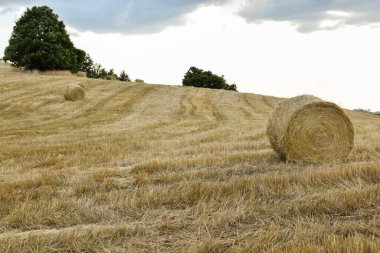 Yazın bir tarlada saman balyaları