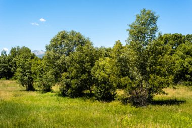 Yeşil manzara ve mavi gökyüzü