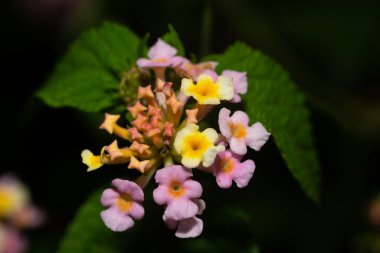 Madagaskar adasının egzotik çiçekleri