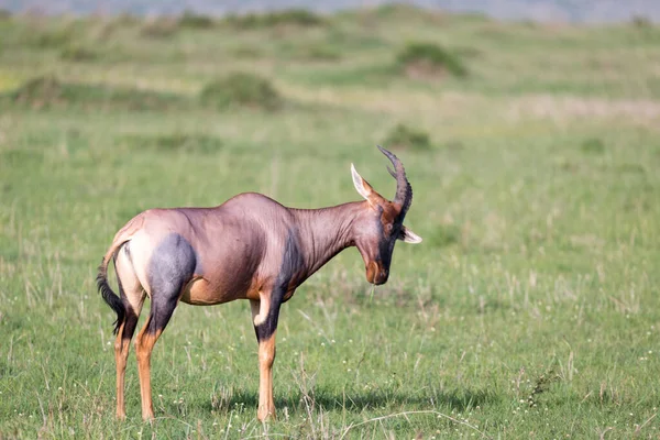 Antilope Topi Nella Savana Keniota Mezzo Paesaggio Erboso — Foto Stock