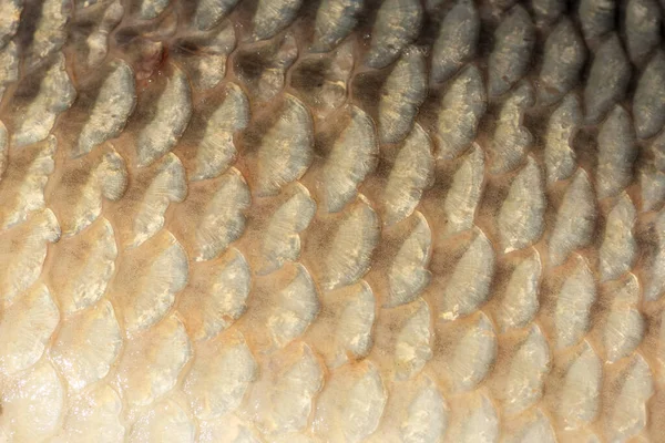 Padrão Peixe Carpa Selvagem Grande Texturizado Escamas Pele Vista Macro — Fotografia de Stock