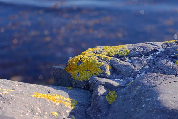 在被蓝色海底色的黄苔藓覆盖的海滨上贴上照片的石头和岩石 — 图库照片