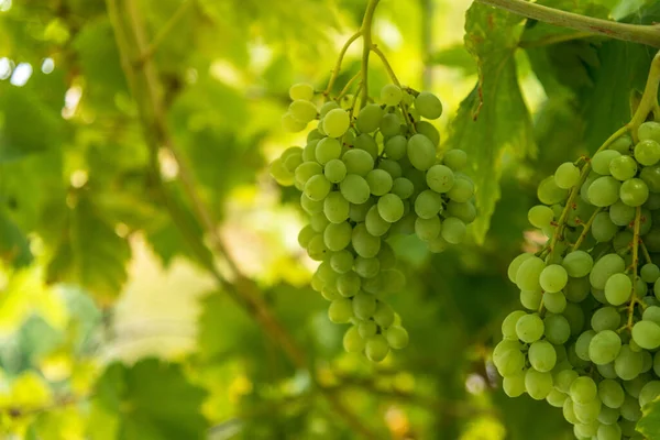 Uitzicht Wijngaard Met Rijpe Druiven Bij Zonsondergang Zomer — Stockfoto