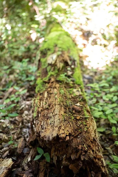 Zöld Moha Erdőben — Stock Fotó