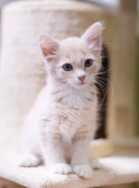 Gatto Carino Strada — Foto Stock