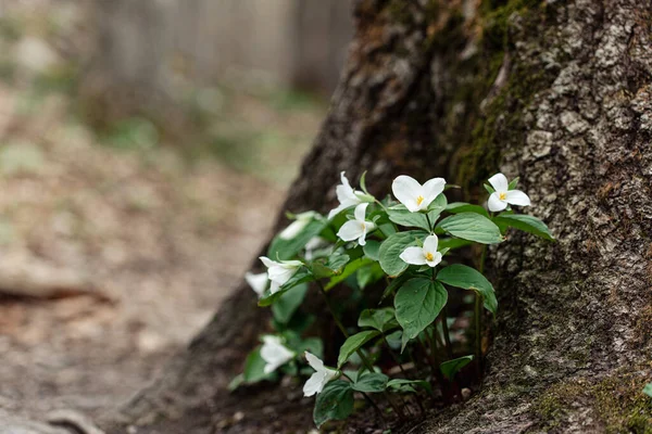 Mooie Wilde Bloemen Het Bos — Stockfoto