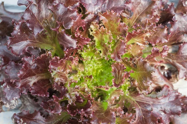 Salatpflanze Aus Roten Korallen Biobauernhof Archivbild — Stockfoto