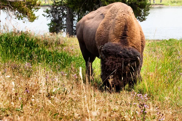 Gros Plan Bison Dans Prairie — Photo