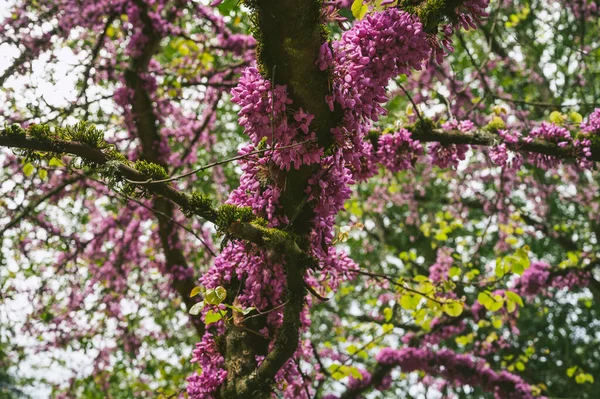 花园里美丽的粉红色花朵 — 图库照片