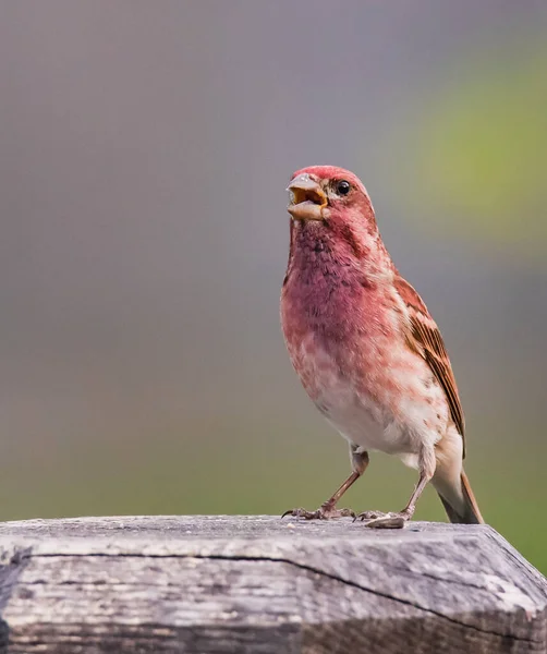 Pájaro Está Sentado Una Rama —  Fotos de Stock