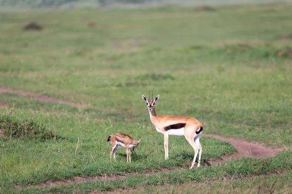 Uma Gazela Thomson Com Sua Prole Savana — Fotografia de Stock