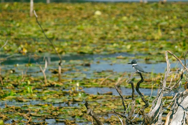 Széles Látószögű Kilátás Egy Öves Kingfisher Felett Egy — Stock Fotó