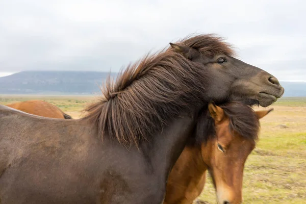 山の中のアイスランド馬は — ストック写真