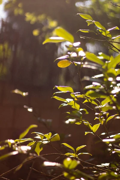 Folhas Verdes Jardim — Fotografia de Stock