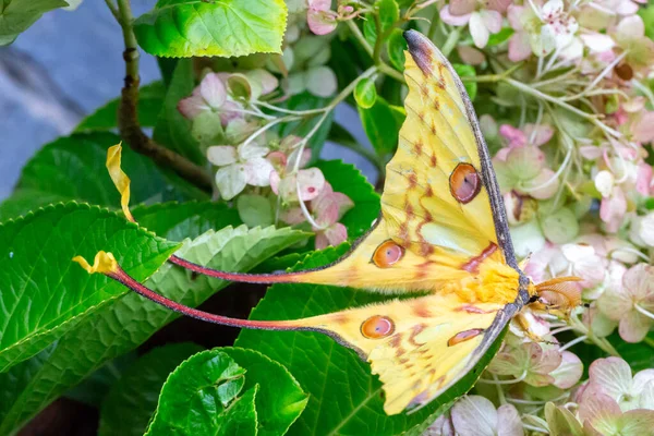 Una Gran Mariposa Colorida Arbusto Flores — Foto de Stock