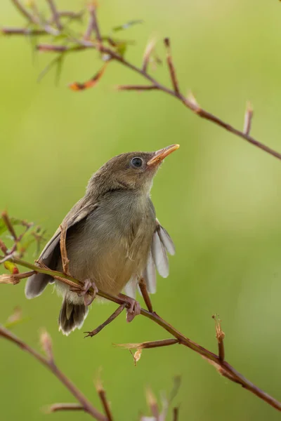 Oiseau Sur Une Branche — Photo