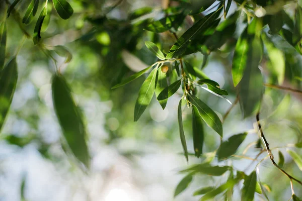 Closeup Green Leaves Tree — Fotografia de Stock