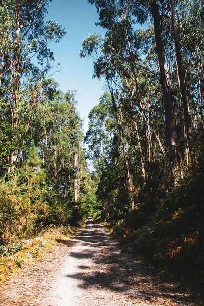 Route Dans Forêt — Photo