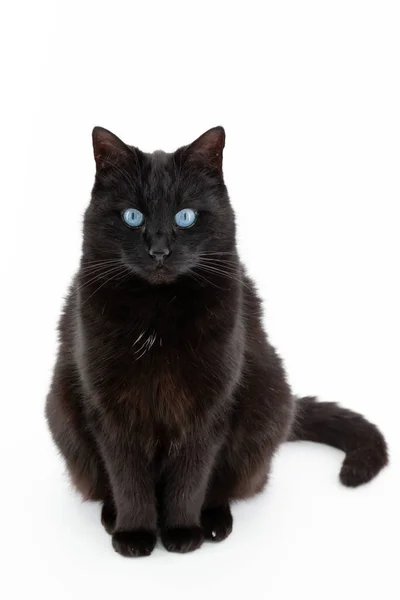 Hermoso Gato Negro Posa Sobre Fondo Blanco — Foto de Stock