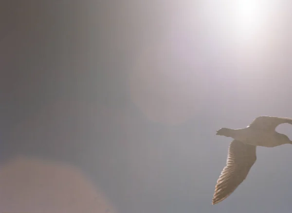 Mouette Volant Hors Cadre Avec Ailes Déployées Fusée Éclairante — Photo