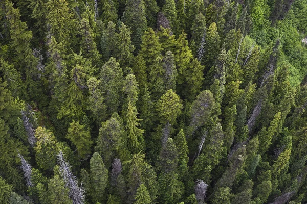 Nadelbäume Berghang — Stockfoto