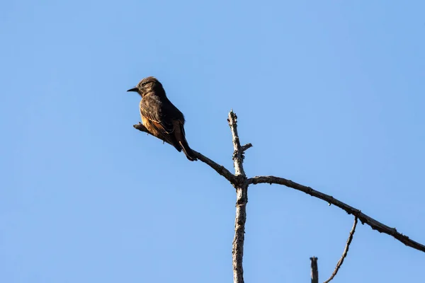 背に青い空の木の枝に小さな茶色の鳥 Serrinha Alambari リオデジャネイロ ブラジル — ストック写真
