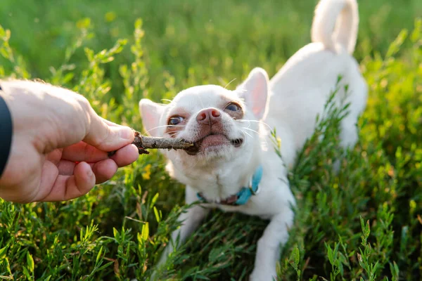 Weißer Welpe Chihuahua Hund Beim Gassigehen Auf Einer Grünen Wiese — Stockfoto