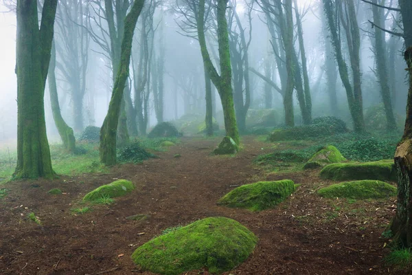 Forêt Brumeuse Dans Brouillard — Photo