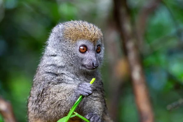 Ein Kleiner Lemur Auf Einem Ast Frisst Einem Grashalm — Stockfoto
