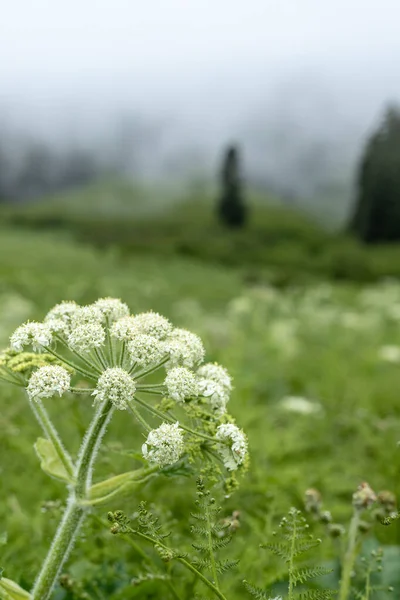 Hermosas Flores Jardín — Foto de Stock