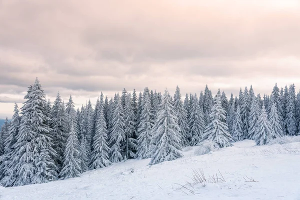 Snowy Krajobraz Zachodzie Słońca Zamarznięte Drzewa Zimą Bułgarii — Zdjęcie stockowe