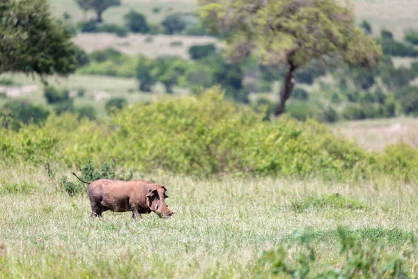 Warthog Uprostřed Savany Keny — Stock fotografie