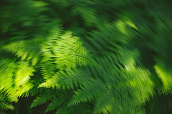 Абстрактний Фон Зеленого Листя — стокове фото