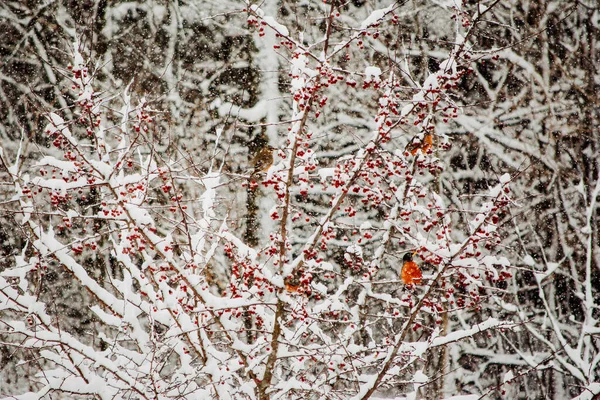 Hermoso Bosque Invierno Con Nieve Aves Fondo Naturaleza —  Fotos de Stock