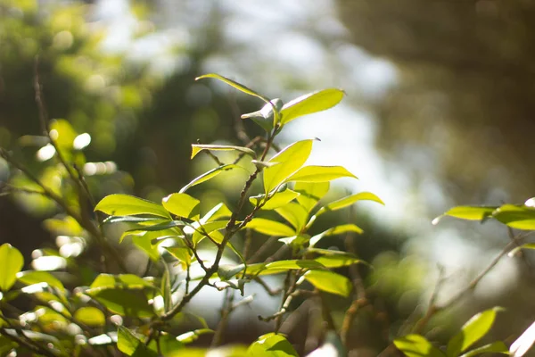 Folhas Verdes Uma Árvore Jardim — Fotografia de Stock