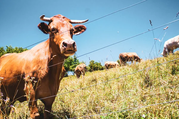 Vacas Prado Verde — Foto de Stock