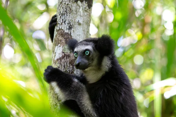 Egy Indri Maki Fán Figyeli Park Látogatóit — Stock Fotó