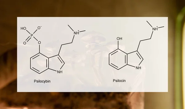 사람들의 정신적 신체적 건강에 미치는 실로시빈과 시신의 의학적 실로시빈 버섯의 — 스톡 사진
