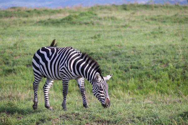 Jedna Zebra Zielonym Krajobrazie Parku Narodowego Kenii — Zdjęcie stockowe