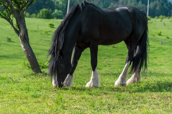 牧草地で冷凍馬 長いたてがみを持つフリーズ馬の美しい雌馬 — ストック写真